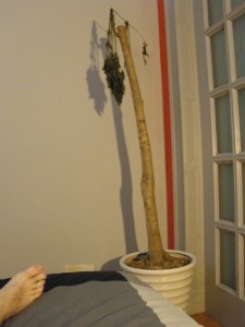 My Dead Plant on Ziyang Lu